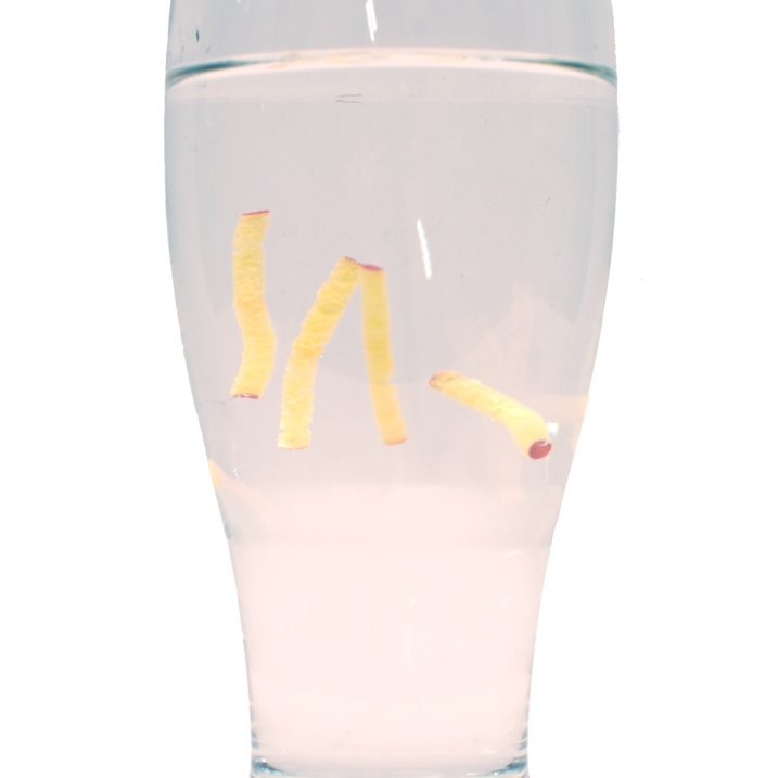 4 INSTANT MAGGOT WORMS – Prank Drink Magic Trick Gag Novelty Joke