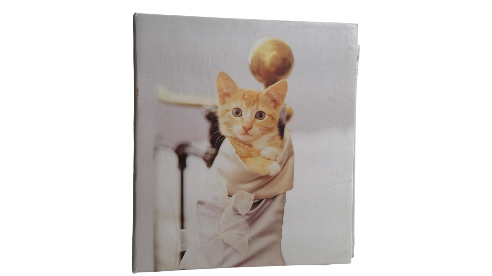 Orange Tabby Kitten Cat Photo Album 2-Ring Binder Hardcover with Sleeves Gift