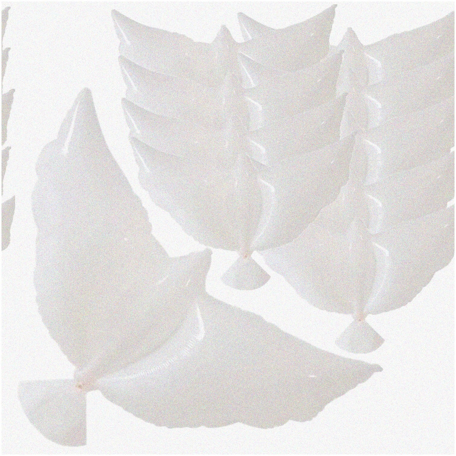 White Dove Shape Helium Balloons 10 Pack